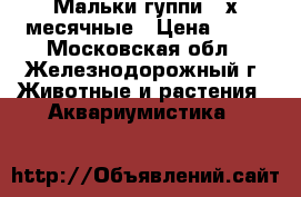 Мальки гуппи 3-х месячные › Цена ­ 25 - Московская обл., Железнодорожный г. Животные и растения » Аквариумистика   